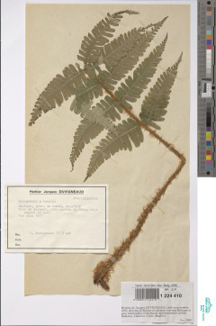 Dryopteris x tavelii Rothm. (BR0000012244102)