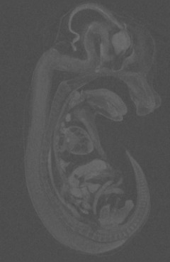 Images and supporting data for high-resolution μCT of a mouse embryo using a compact laser-driven x-ray betatron source